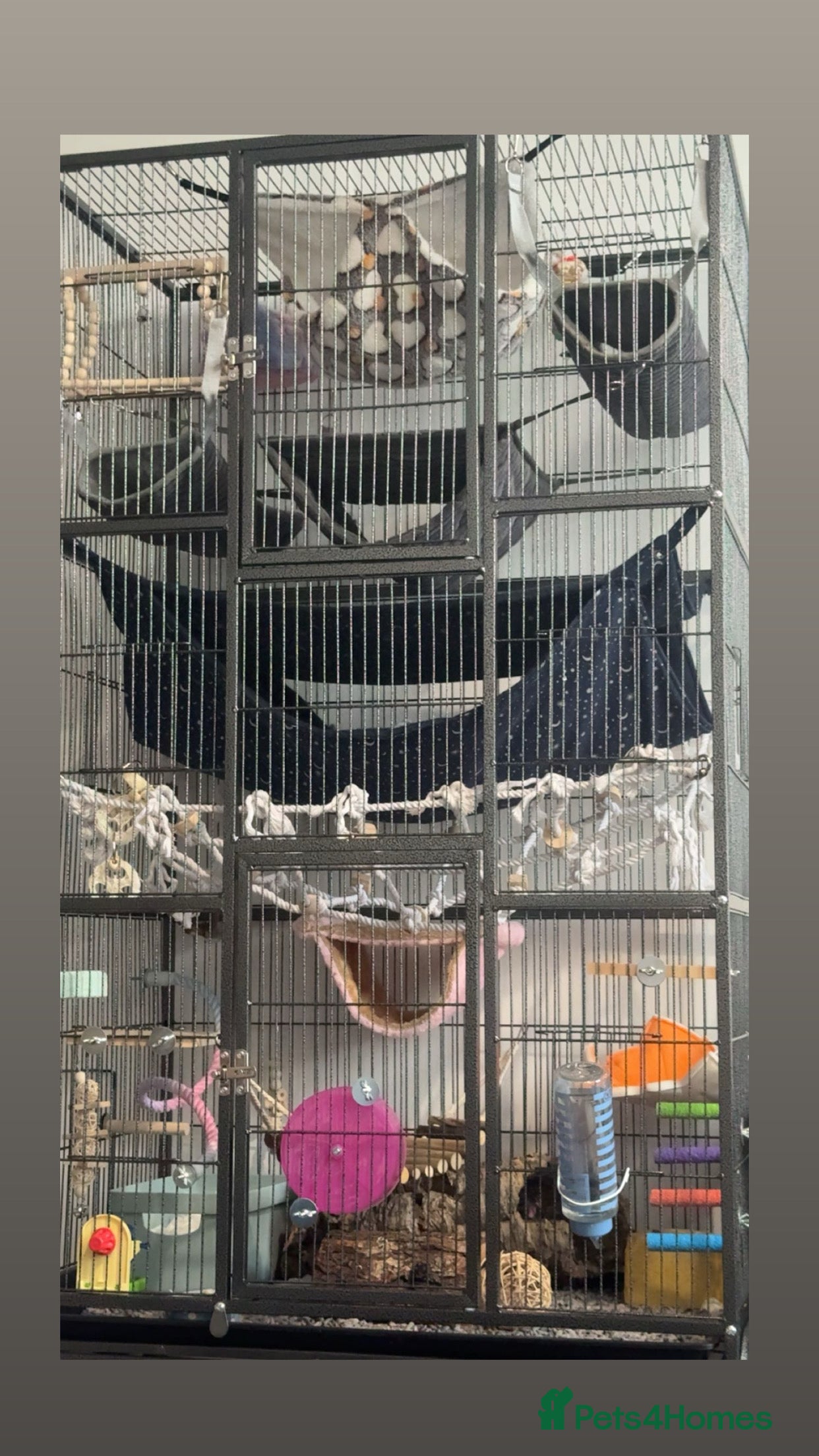 Rat rodents Two female rats - Advert 1