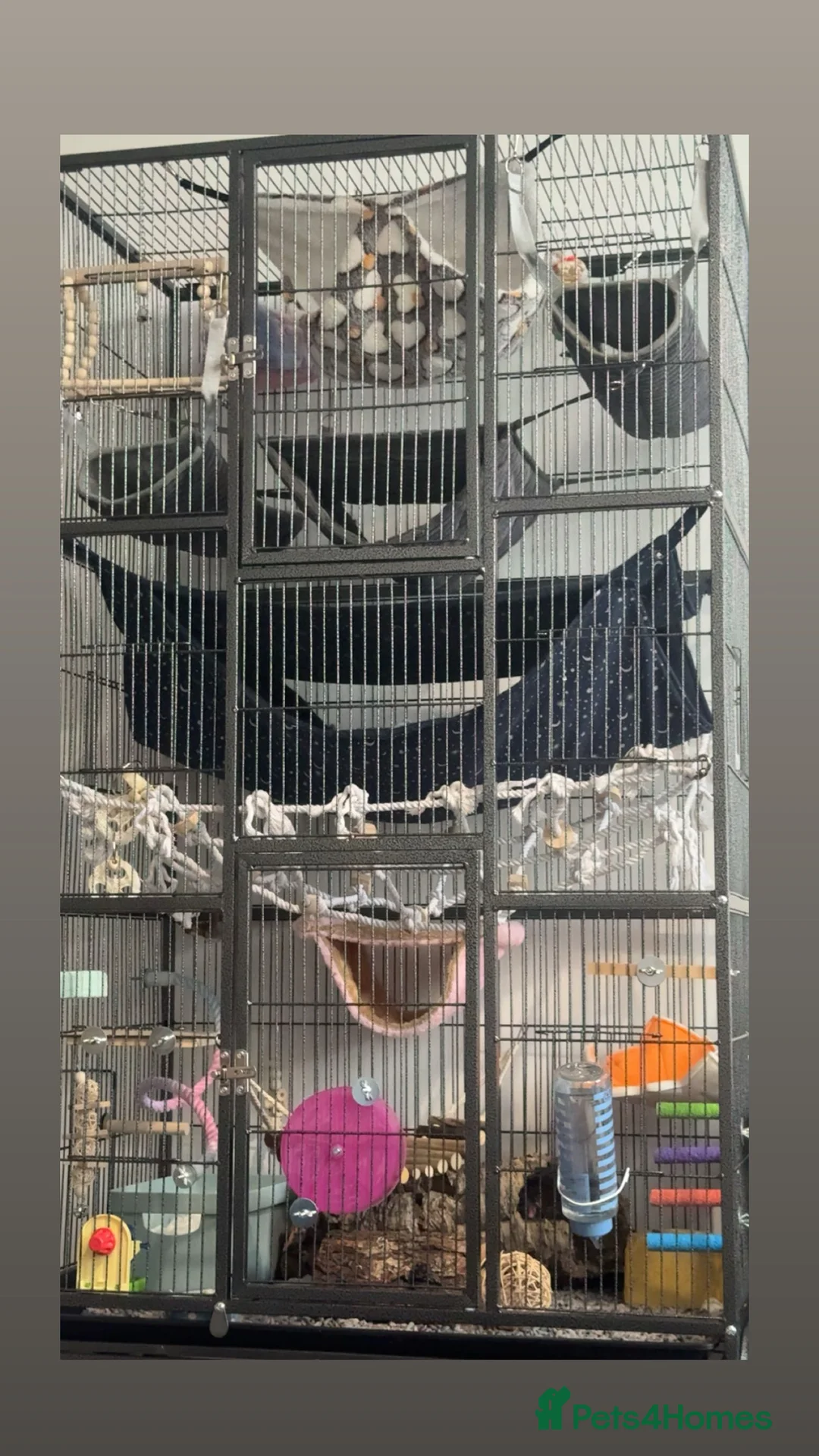 Rat rodents for sale: Two female rats - Advert 1