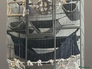 Rat rodents Two female rats - Advert 1