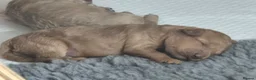 Cockapoo dogs for sale: Cockapoo puppies F1bb - Advert 6