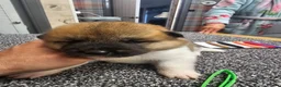 Akita dogs for sale: Kc regestered American akita pups  in Alness - Advert 13