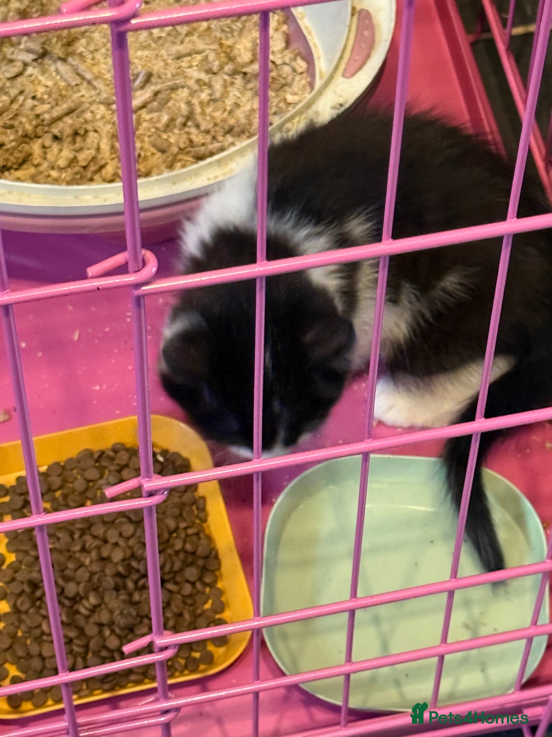 Mixed Breed cats for sale:  1 STUNNING KITTEN READY NOW - Advert 4