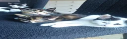Mixed Breed cats for sale: 5 Beautiful Kittens for sale  - Advert 6