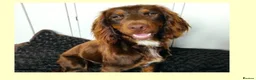 Cocker Spaniel dogs for sale: Beautiful Working Cocker Pups  - Advert 2