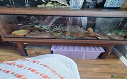 Python Snake reptiles for sale: Royal python and set-up for sale - Image 4