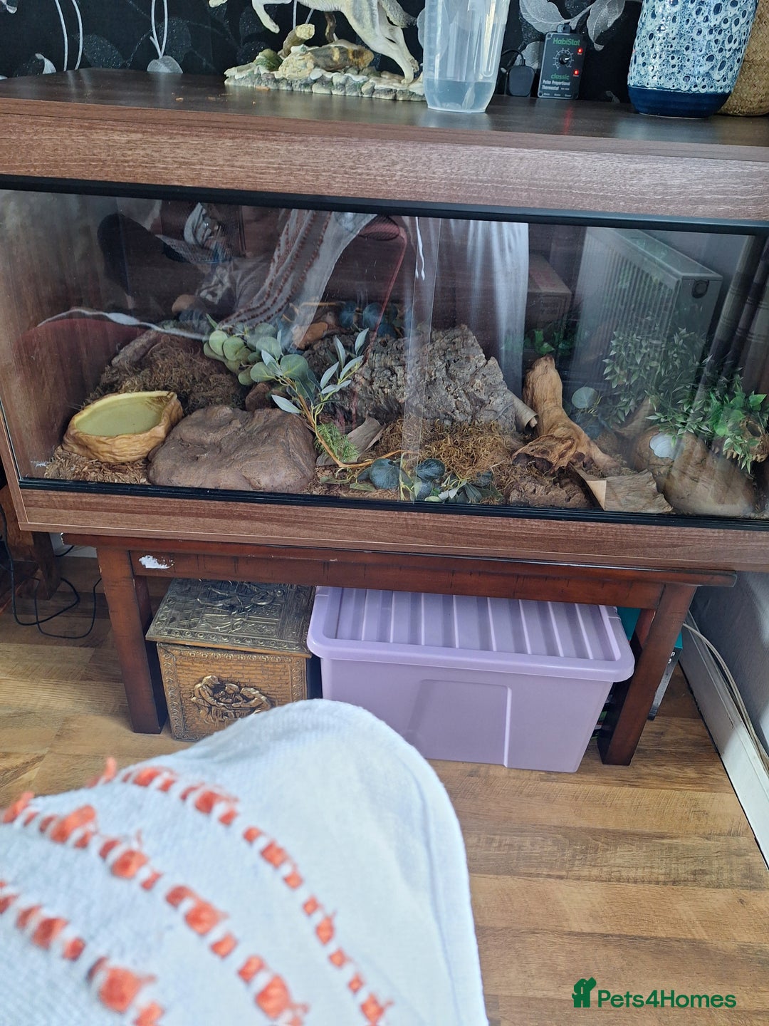 Python Snake reptiles for sale: Royal python and set-up for sale - Image 4