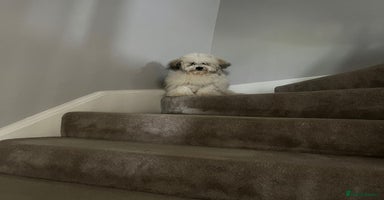 Mixed Breed dogs - Advert 6