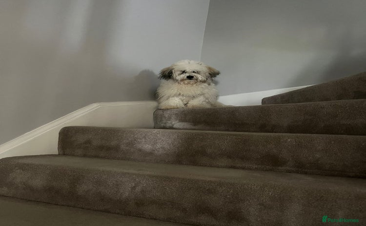 Mixed Breed dogs - Advert 1