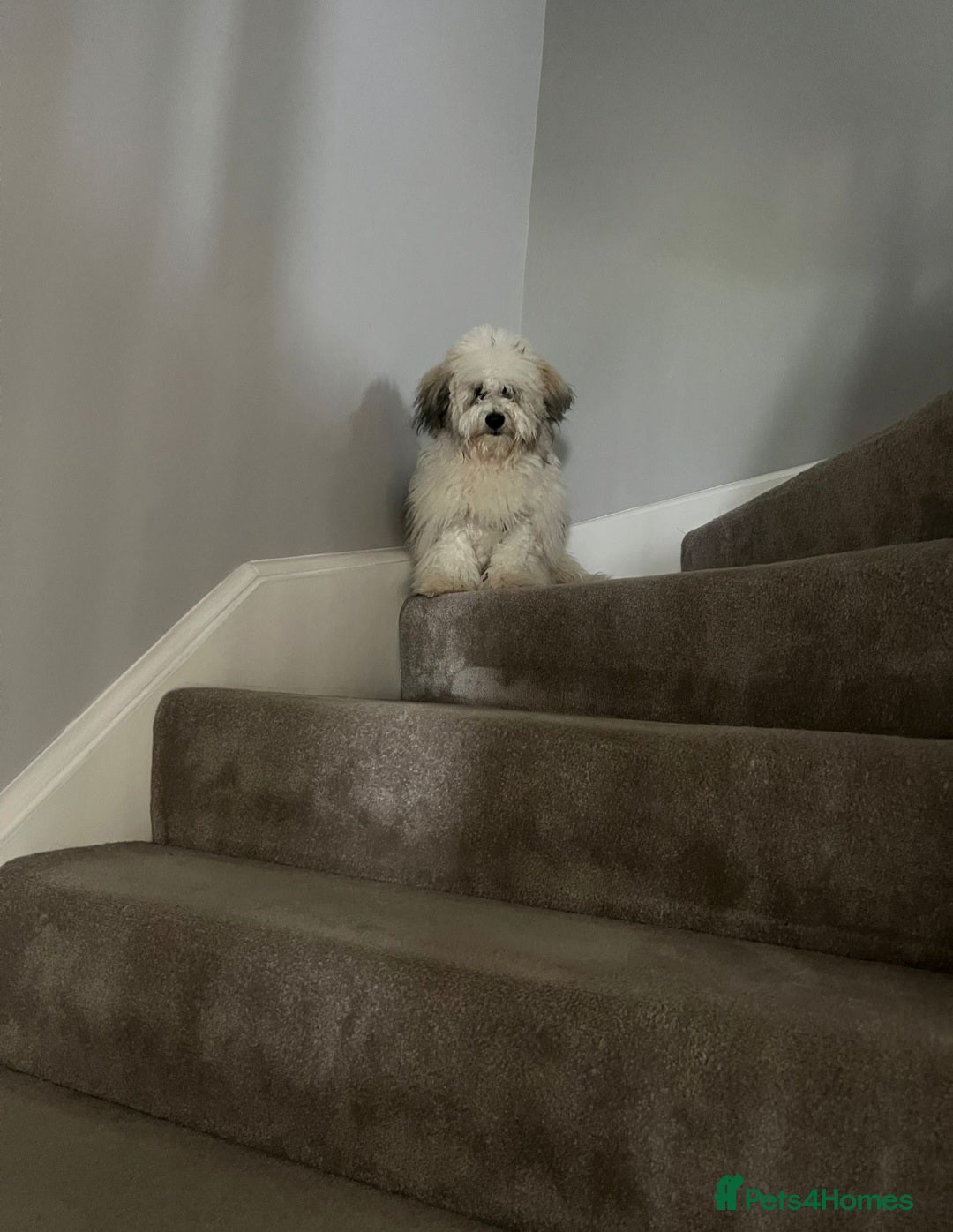 Mixed Breed dogs for sale: Maltipoo x cockapoo - Image 1