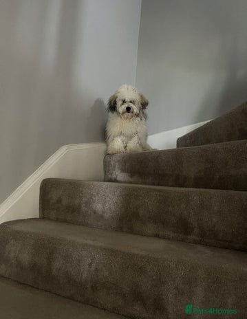 Mixed Breed dogs - Advert 1