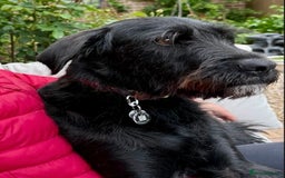 Mixed Breed dogs for adoption: Gorgeous mixed breed boy  - Image 1