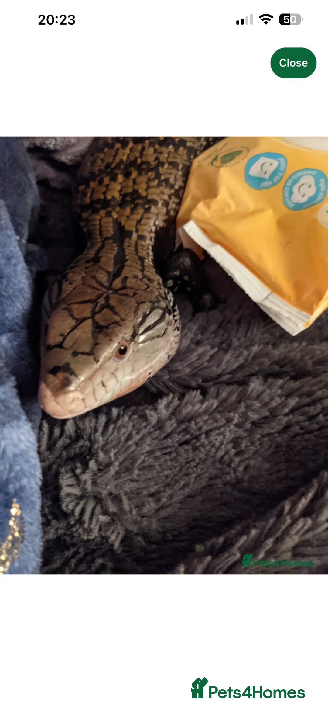 Skink reptiles for sale: Blue tongue skink (female) in Houghton le Spring - Advert 3