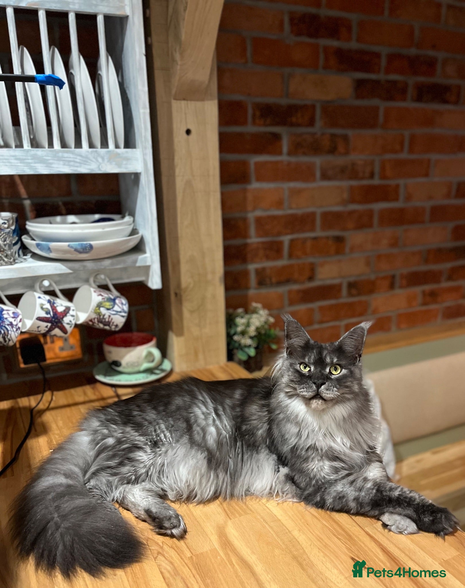 Maine Coon cats Black smoke Maine Coon  - Advert 3