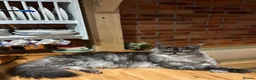 Maine Coon cats for sale: Black smoke Maine Coon  - Advert 1