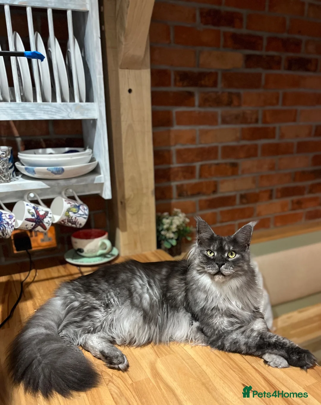 Maine Coon cats for sale: Black smoke Maine Coon  - Advert 1