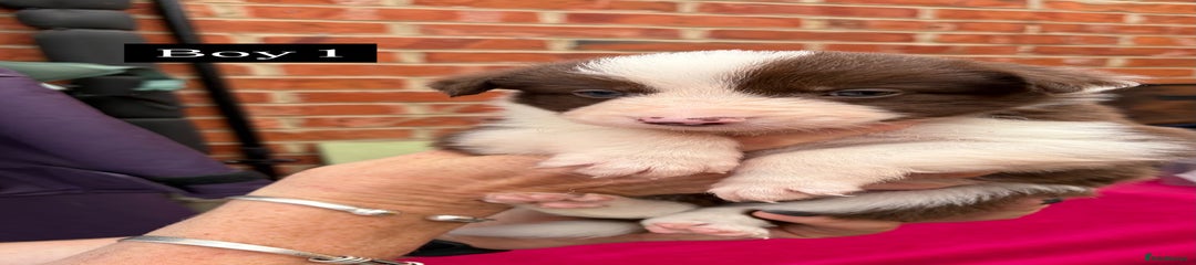 Border Collie Puppy 2