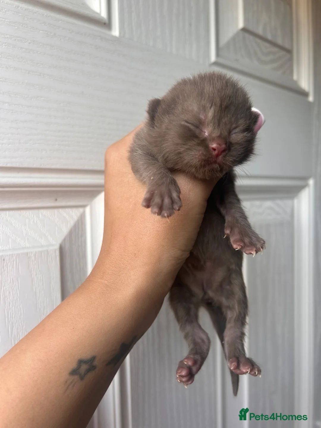 Scottish Fold cats for stud: BICOLOUR SCOTTISH FOLD FOR STUD🖤 in Manchester - Advert 7