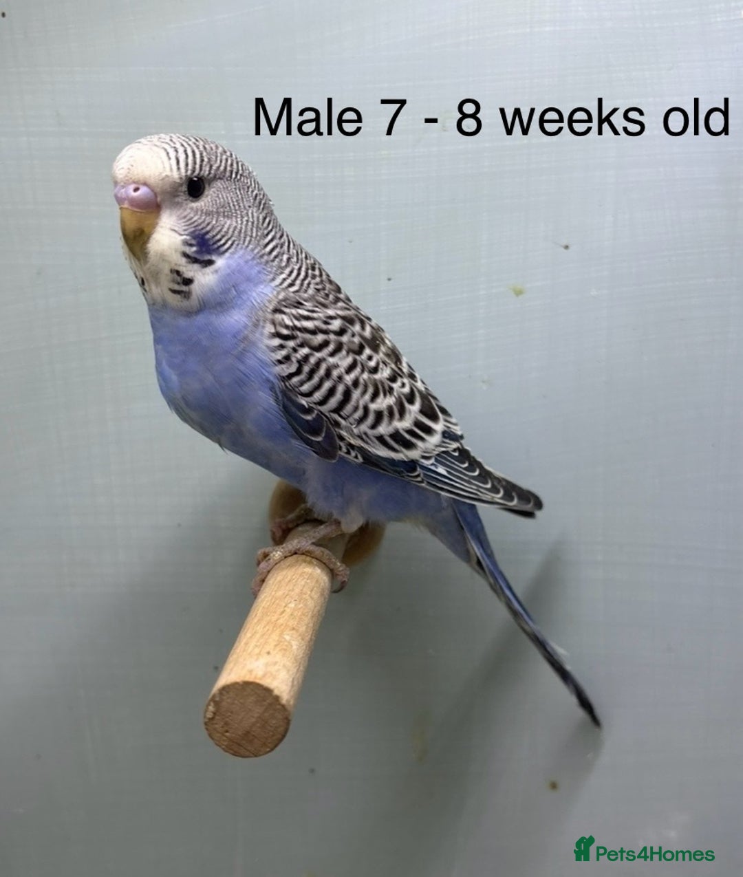 Budgerigars birds for sale: Beautiful baby budgies  - Image 10
