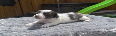 Miniature Dachshund 1