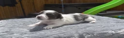 Miniature Dachshund dogs for sale: Long haired miniature dachshund  - Advert 3