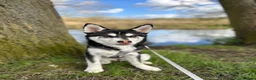 Utonagan dogs for sale: 2 year old husky for sale  - Advert 9