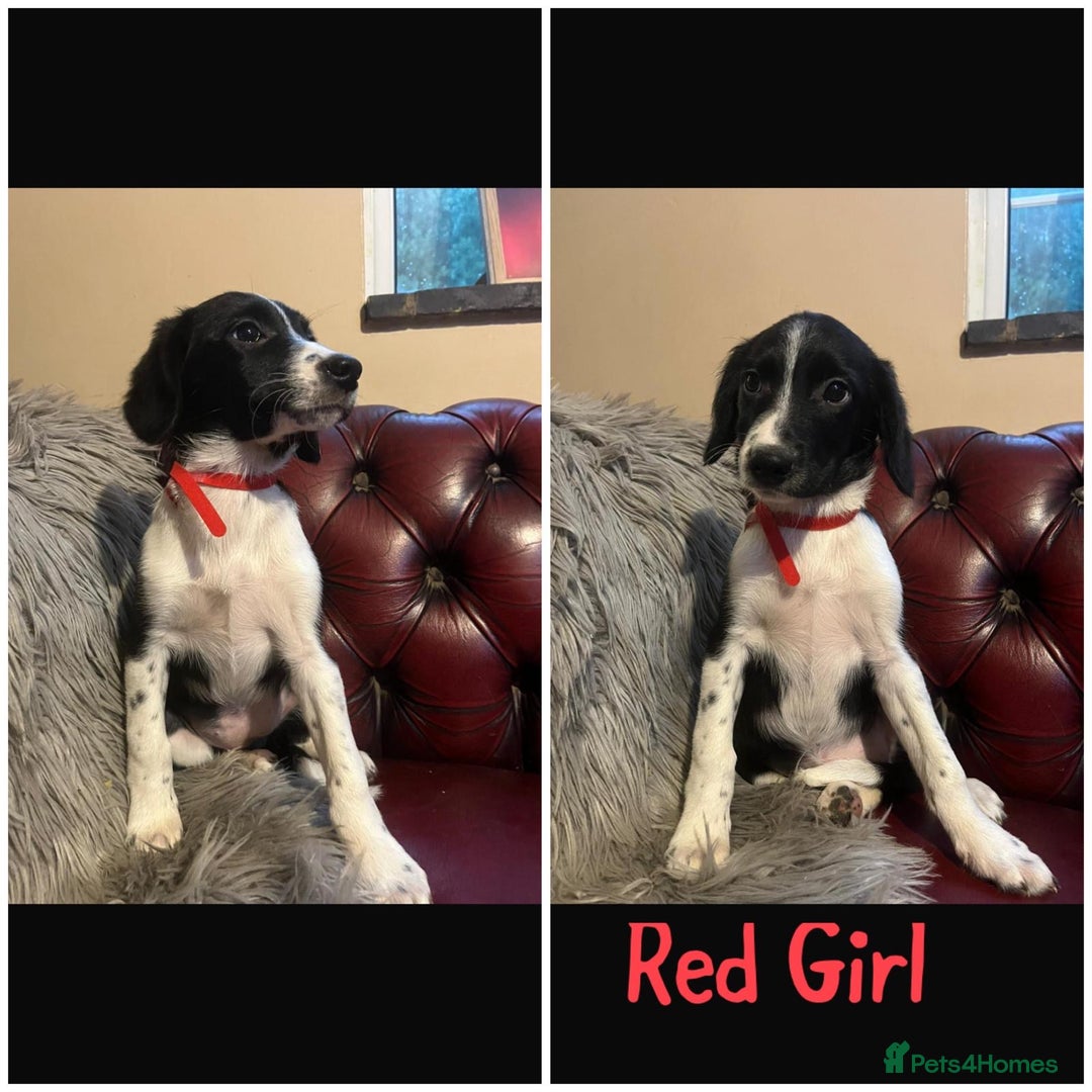 Sprollie dogs for sale: 💛Beautiful Sprollie Puppies💛 - Image 6