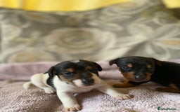 Jack Russell dogs for sale: 3 gorgeous male Jack Russells - Image 10