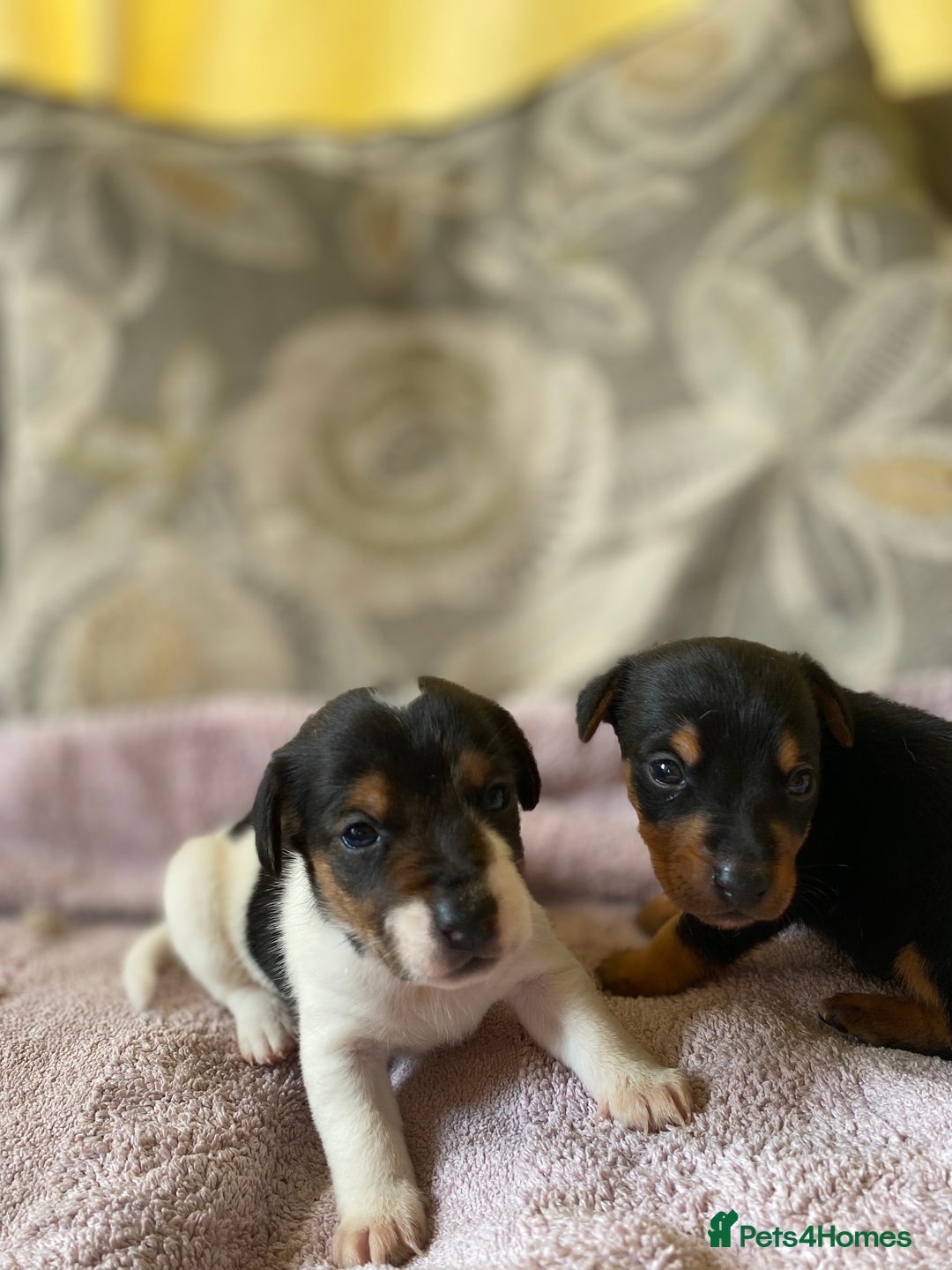 Jack Russell dogs for sale: 3 gorgeous male Jack Russells - Image 10