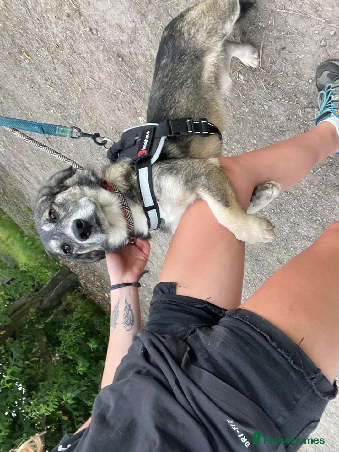 Mixed Breed dogs for adoption: Meet Max, currently residing in Cheshire  in Nantwich - Advert 11