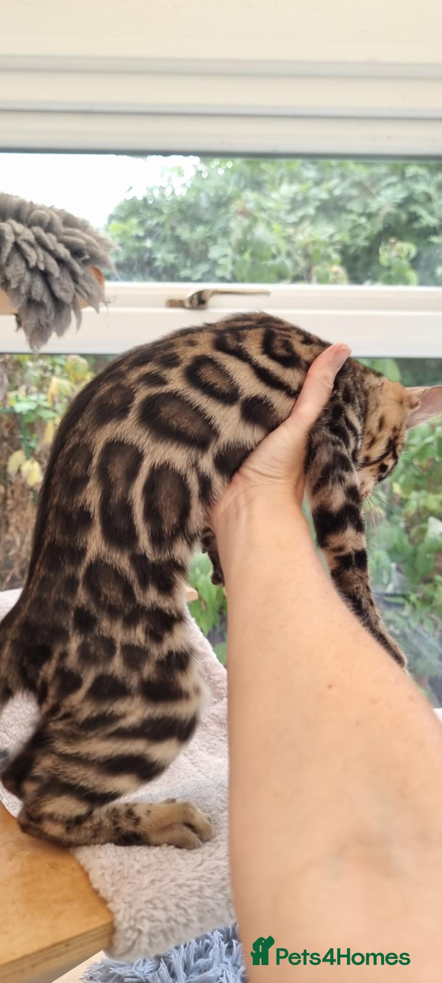 Bengal cats for sale: AVAILABLE NOW Beautiful TICA registered Bengals  - Advert 2