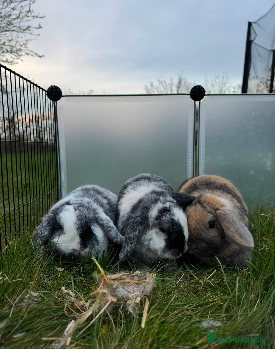 Dwarf Lop rabbits for sale: 3 Bonded Male Rabbits Need a Good Home - Advert 2