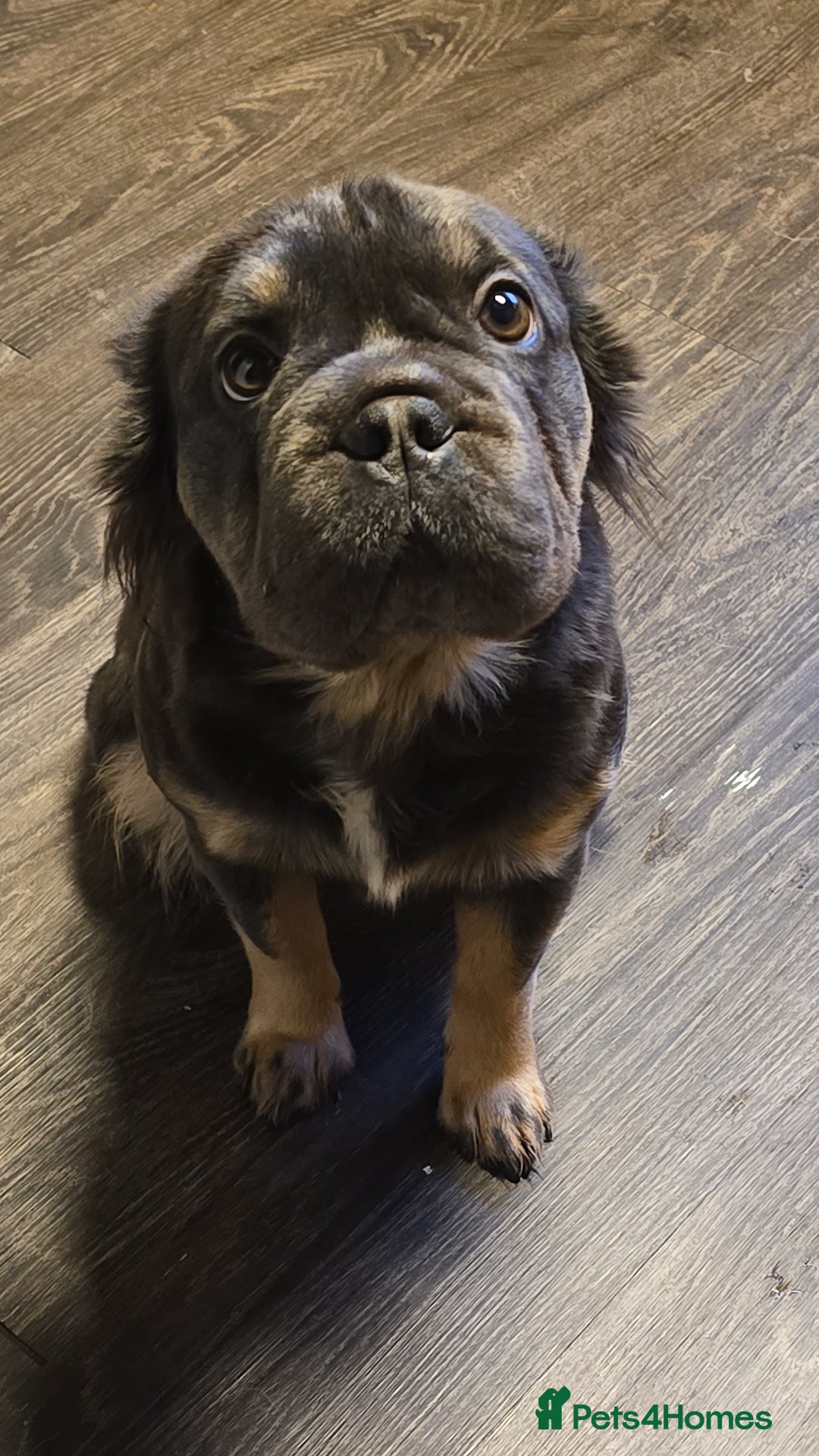 French Bulldog dogs for sale: French Bulldog Puppies Available - Advert 7