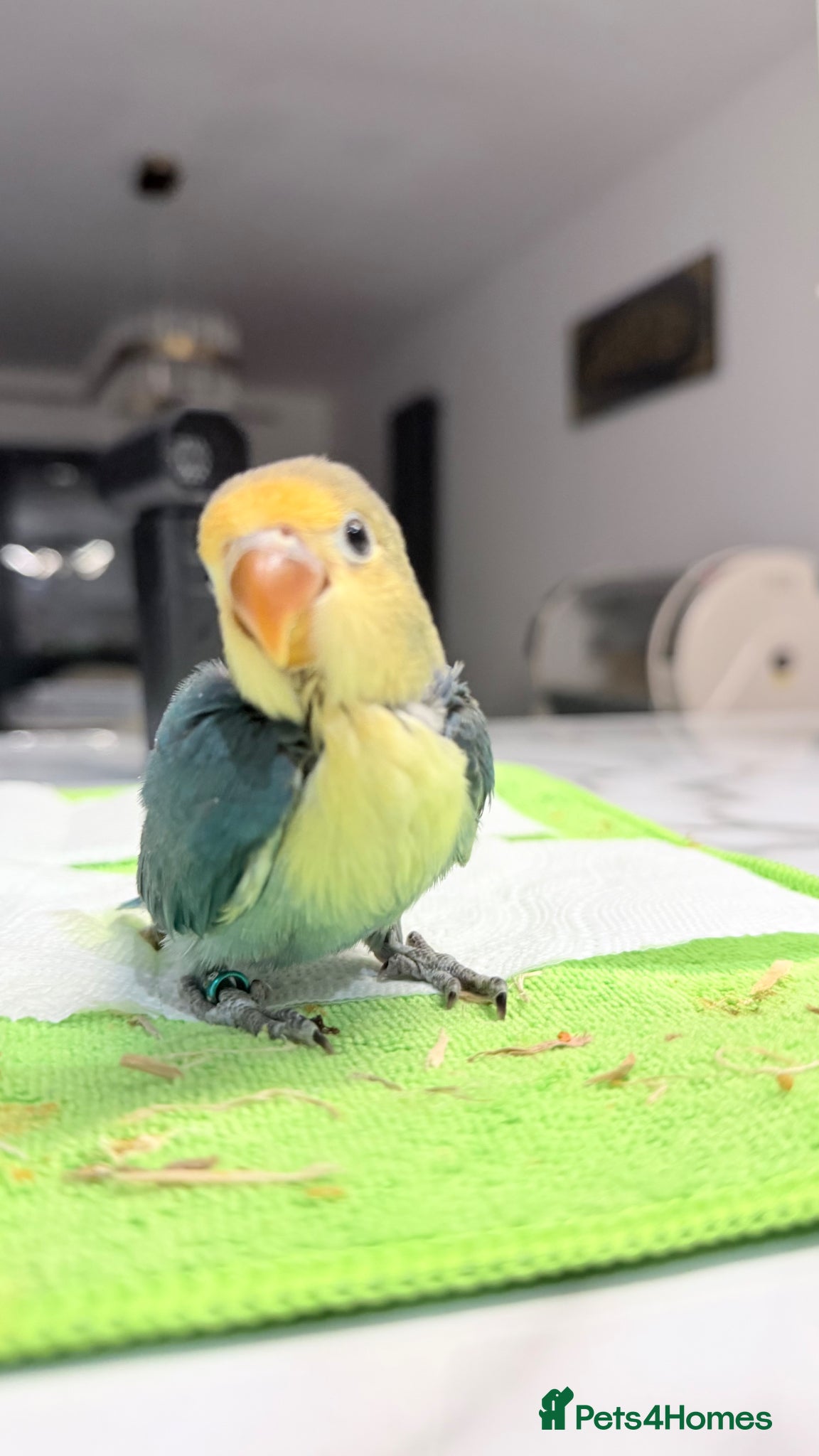 Lovebirds birds for sale: Silly tame 10 weeks young baby lovebird - Advert 4