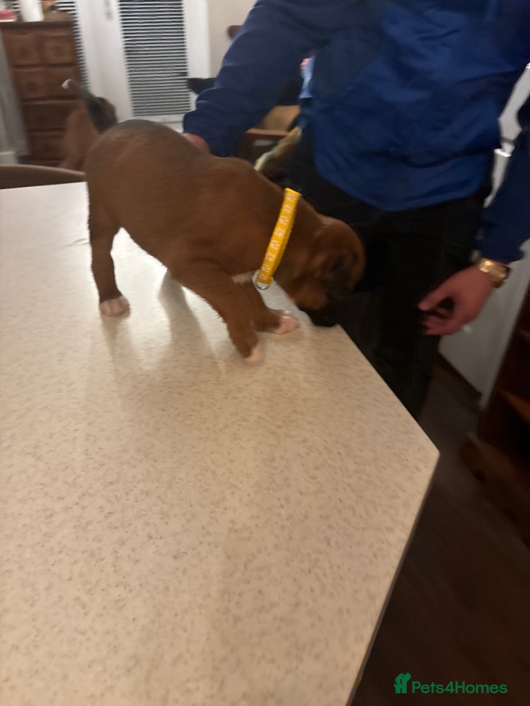 Boxer dogs for sale: Boxer puppies 5 bitches 1 boy  - Advert 32