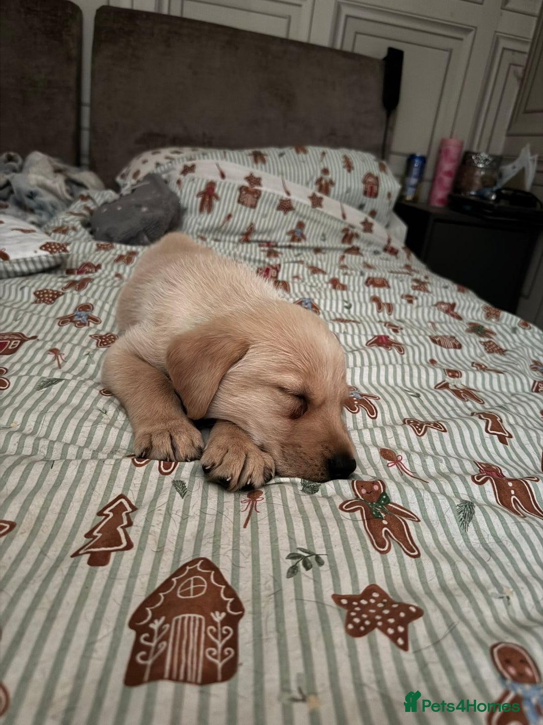 Labrador Retriever dogs for sale: White lab male - Advert 13