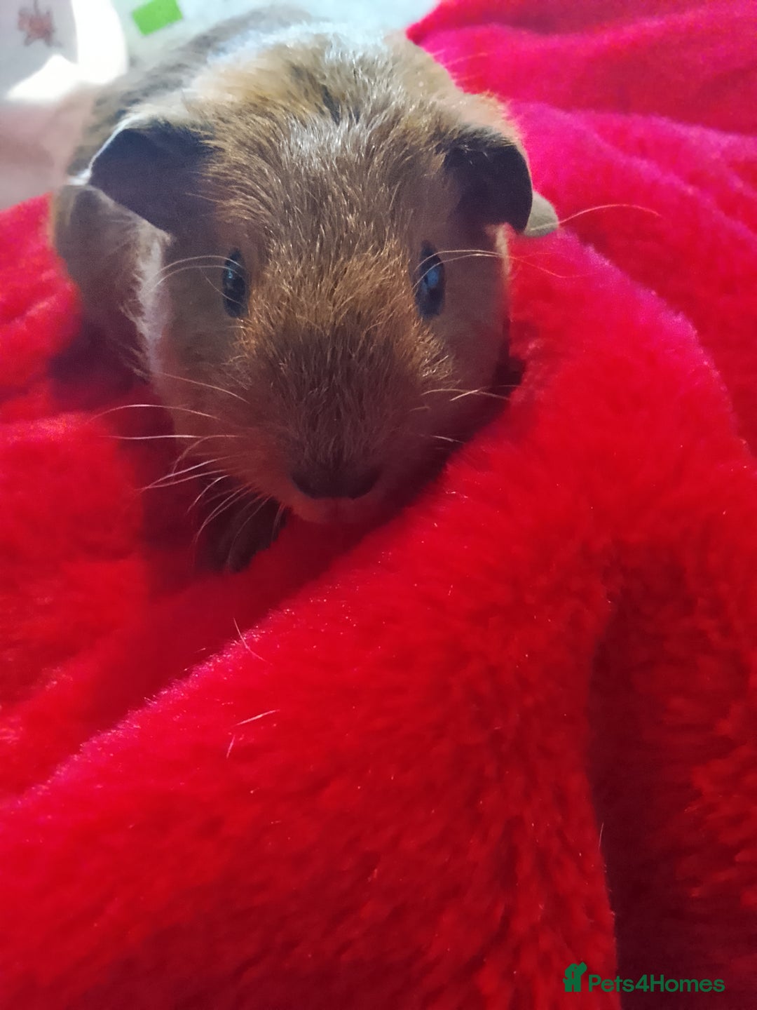 Guinea Pig rodents for sale: Skinny pig and carriers - Advert 2