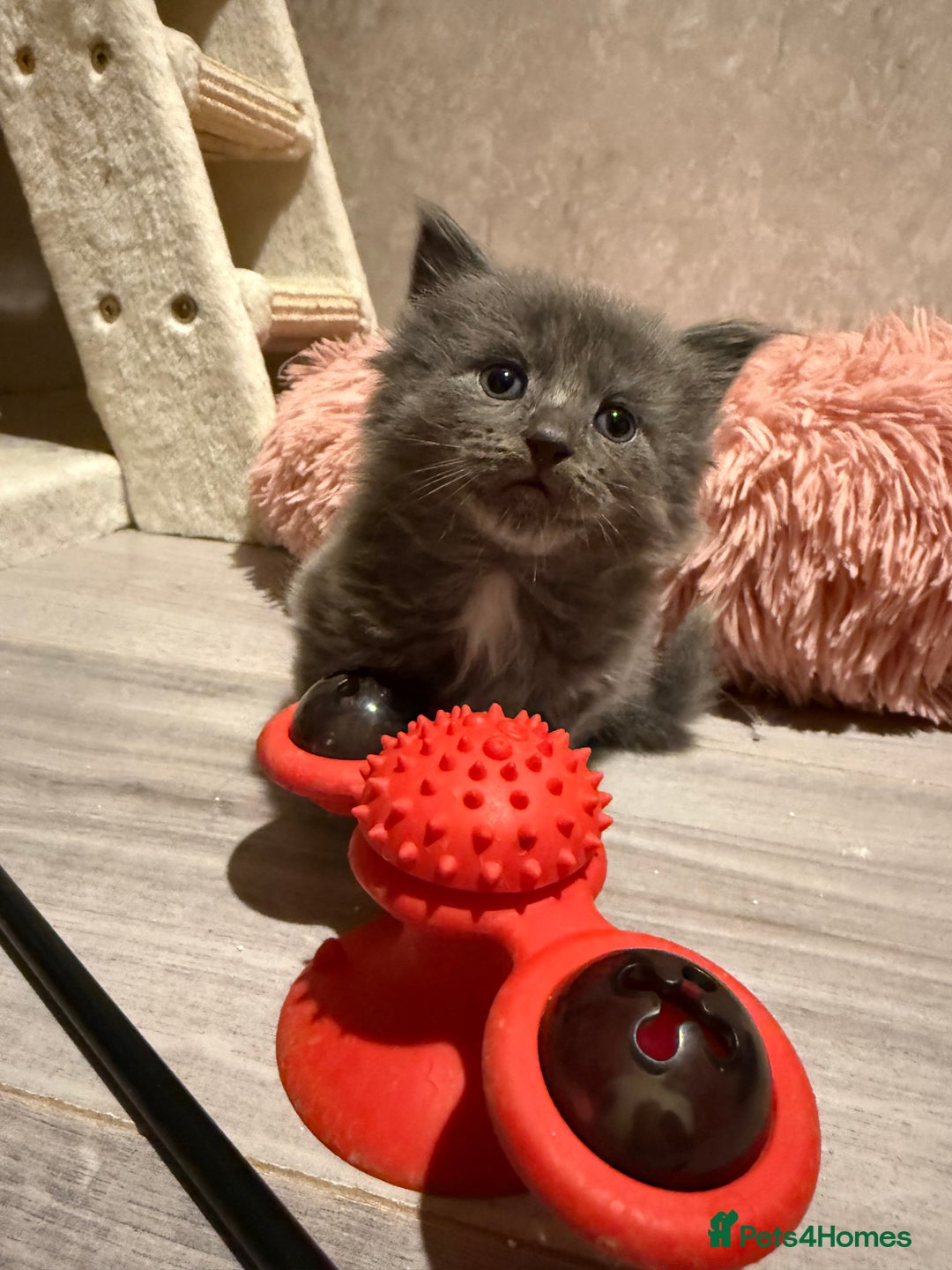 Ragcoon cats for sale: READY NOW Stunning RAGCOON Kittens  - Advert 11