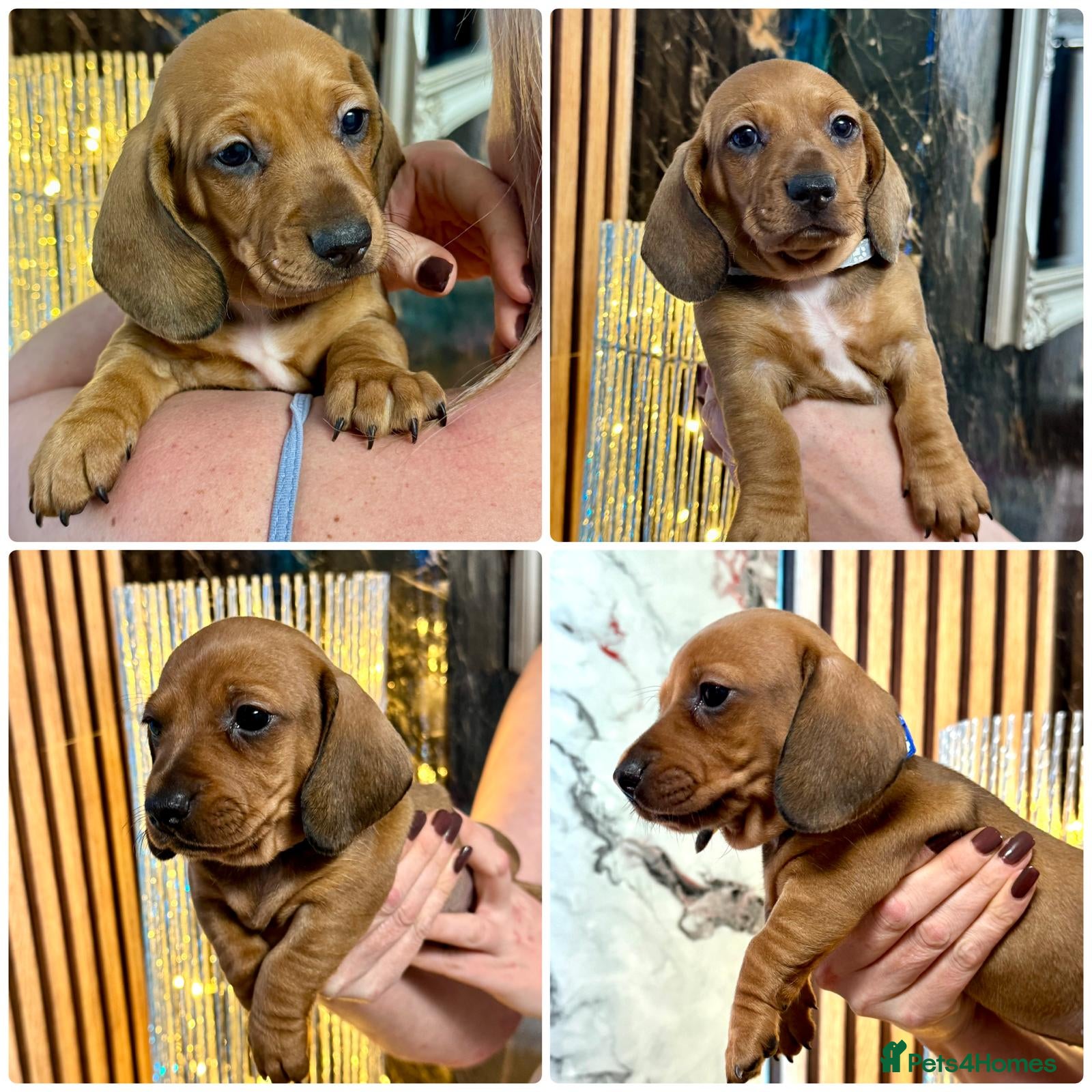 Miniature Dachshund dogs Last 2 boys miniature dachshund ready to leave now - Advert 3