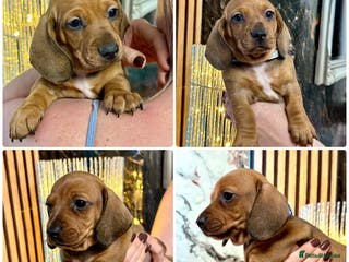 Miniature Dachshund dogs Last 2 boys miniature dachshund ready to leave now - Advert 3