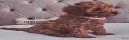 Cavapoo dogs for sale: F1B HEALTH TESTED RUBY CAVERPOOS  - Advert 16