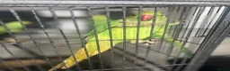 Parrots birds for sale: Indian Ringneck Parrots Pair - Advert 4