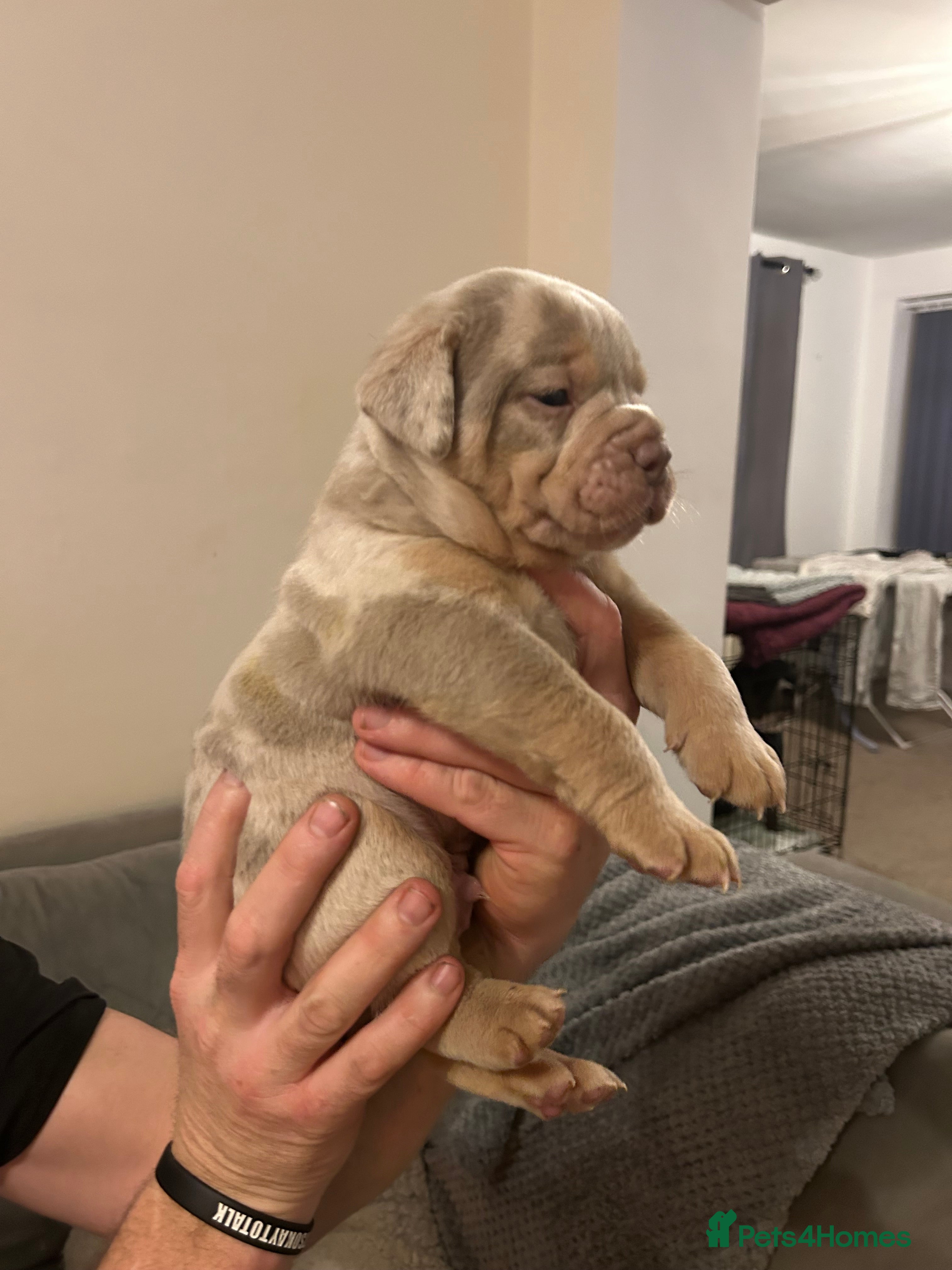 Olde English Bulldogge dogs 🔥Olde English bulldog puppies 🔥 - Advert 6