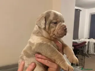 Olde English Bulldogge dogs 🔥Olde English bulldog puppies 🔥 - Advert 6
