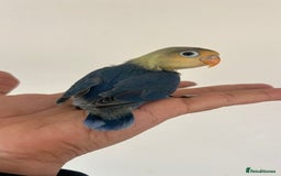 Lovebirds birds for sale: Handfed - tame lovebird babies - Image 9