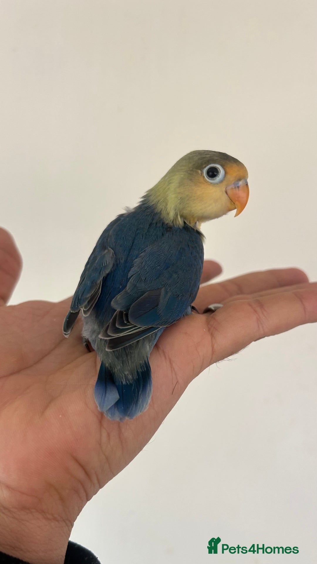 Lovebirds birds for sale: Handfed - tame lovebird babies - Image 9