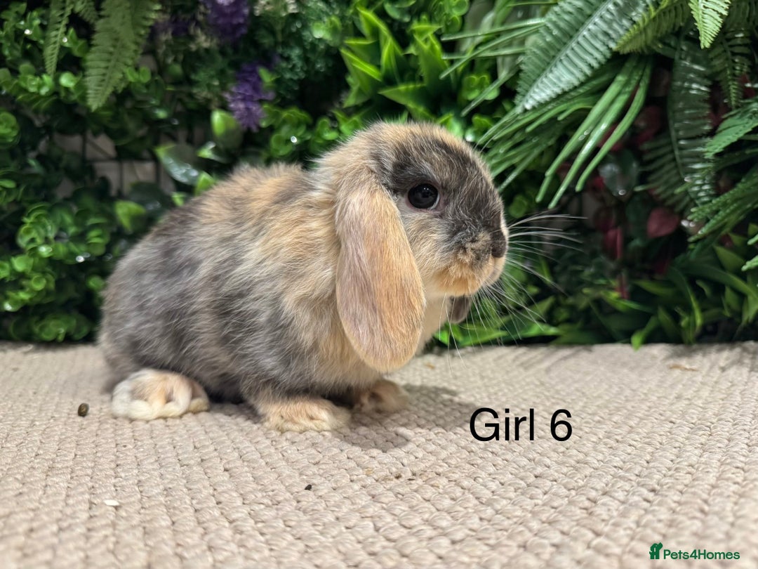 Mini Lop rabbits for sale: Mini lops ready to reserve  - Advert 6