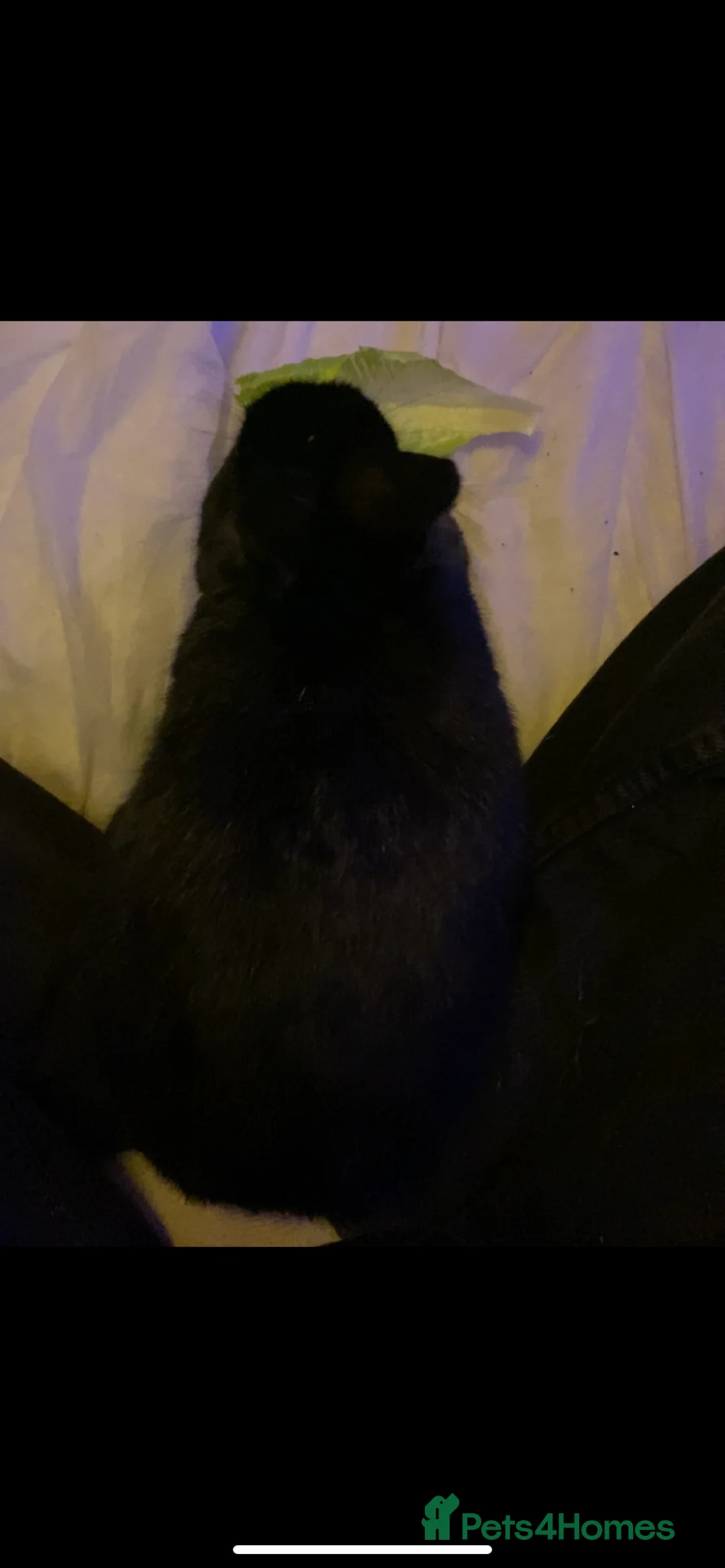 Mixed Breed rabbits for sale: 2 Male Rabbits for sale! - Advert 2