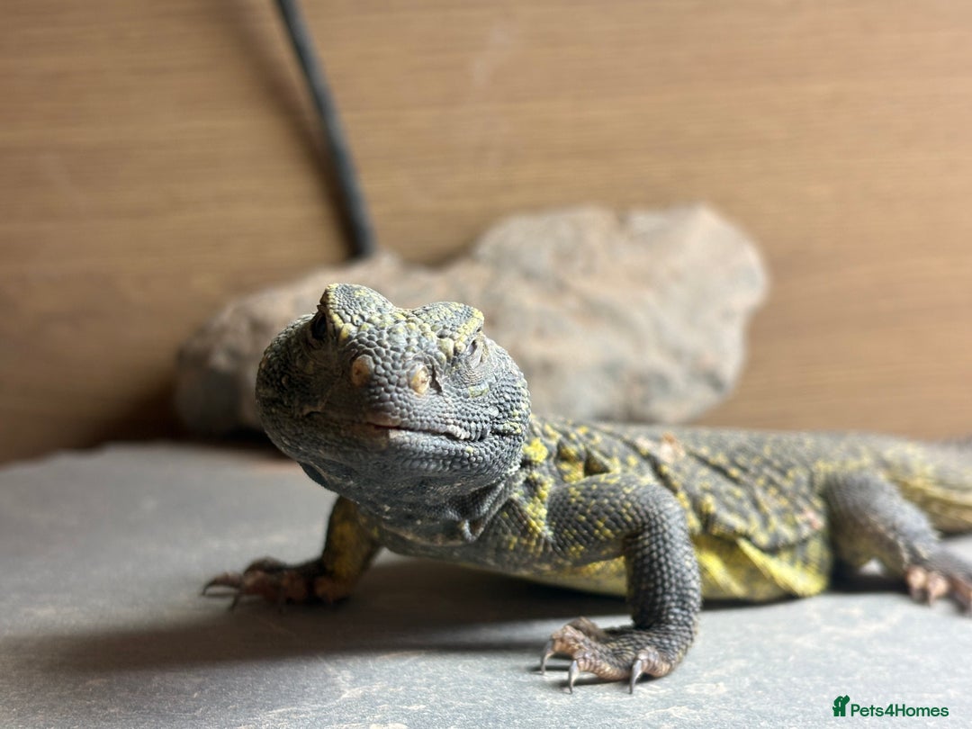 Lizard reptiles for sale: Morrocan uromastyx (non breeding pair) - Advert 3