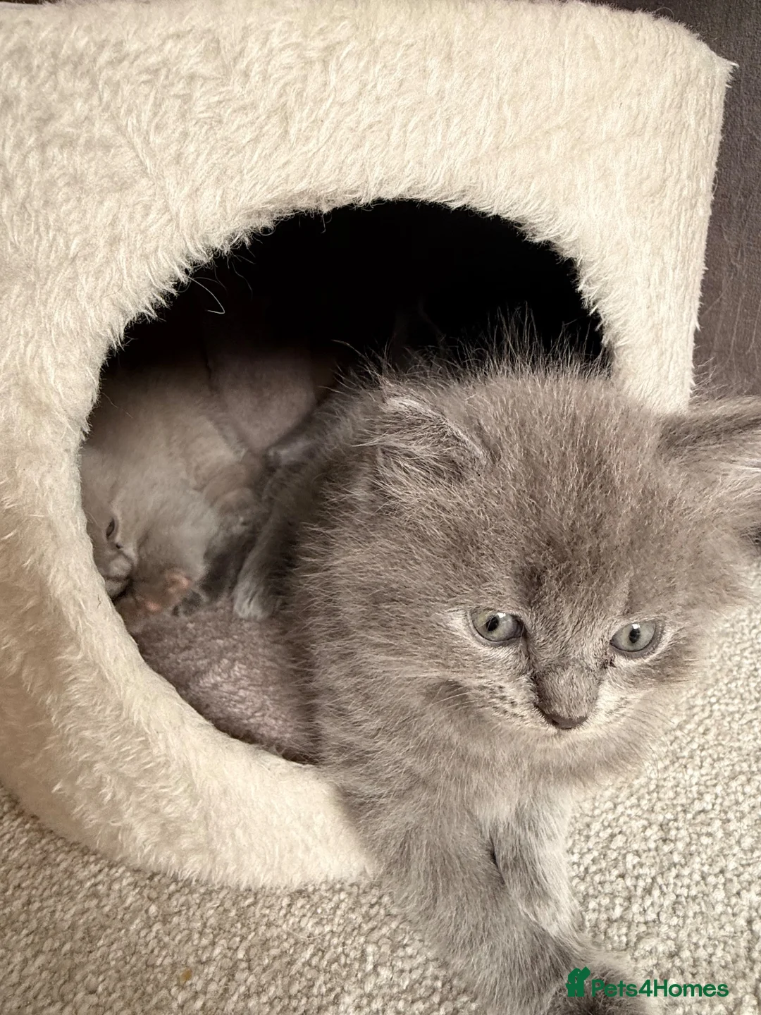 Ragdoll cats for sale: British short hair x Ragdoll kittens  - Advert 21