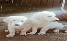 Golden Retriever dogs for sale: Golden retriever  - Image 2